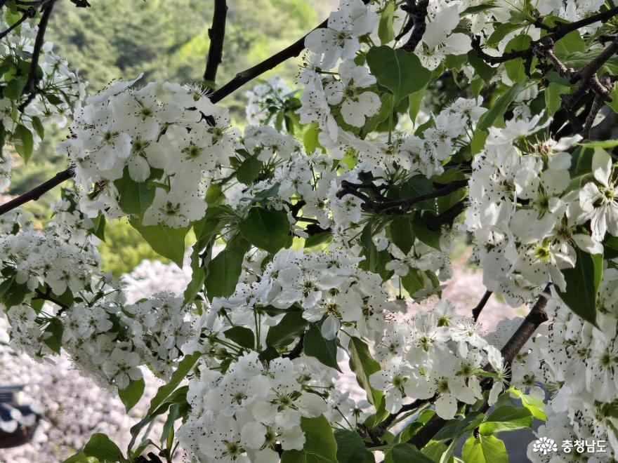 겹벚꽃으로물든천안각원사풍경 12