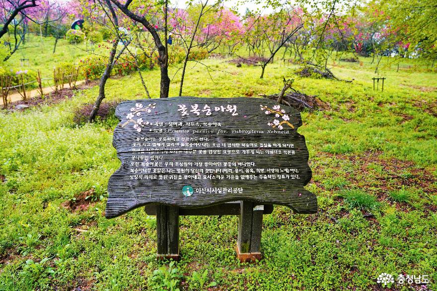 봄이물든수목원나들이장소로딱영인산수목원 6