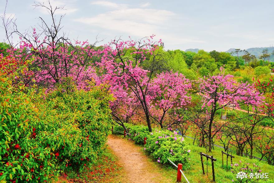 봄이물든수목원나들이장소로딱영인산수목원 7