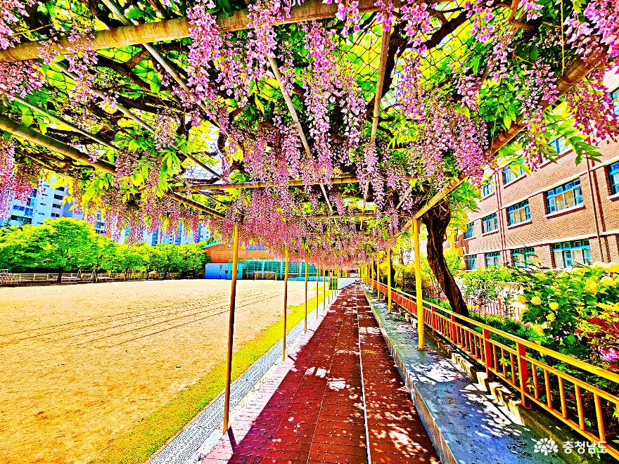 보라빛봄향기머무는등나무꽃숨은스팟 2