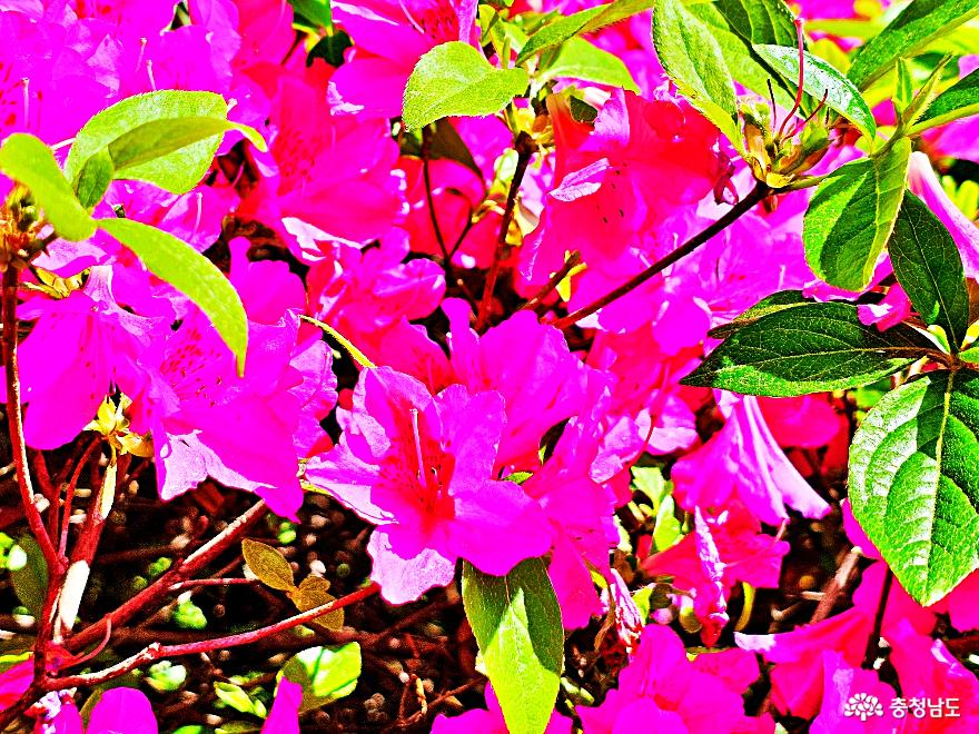 보라빛 봄향기 머무는 등나무꽃 숨은스팟 사진