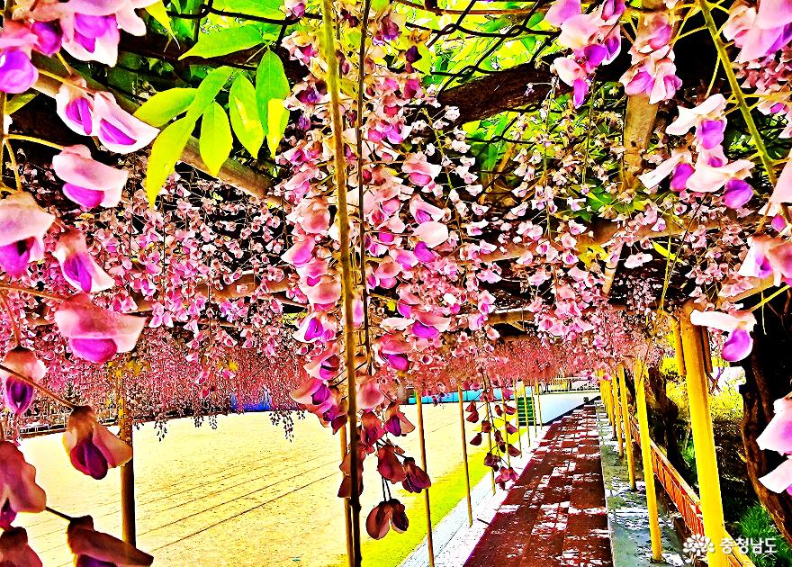 보라빛 봄향기 머무는 등나무꽃 숨은스팟 사진