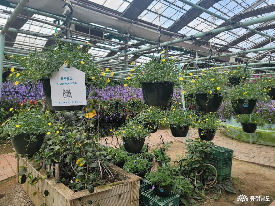 세계의 꽃구경 명소, 아산 세계꽃식물원 사진