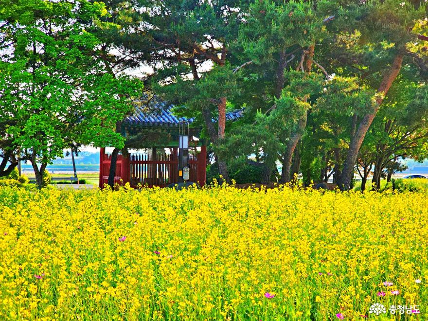 유채꽃 찬란한 국보 천안 봉선홍경사 갈기비 사진