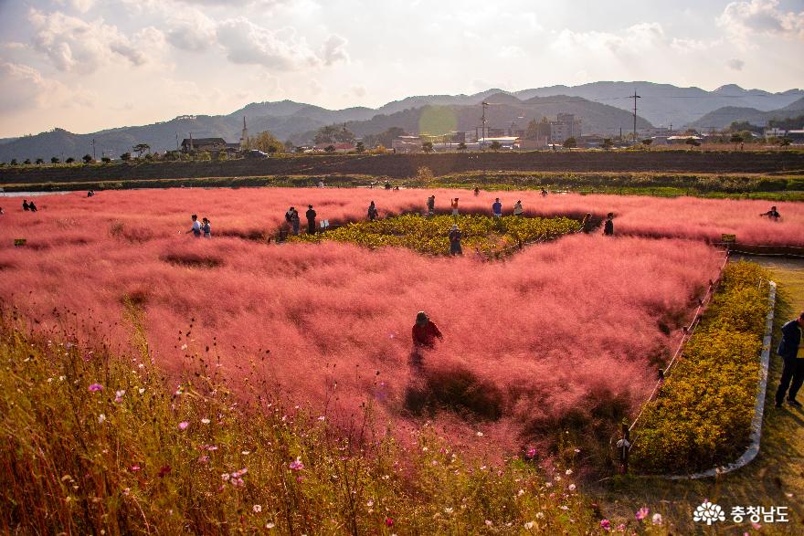 2023년 가을 유구 핑크뮬리 정원의 모습