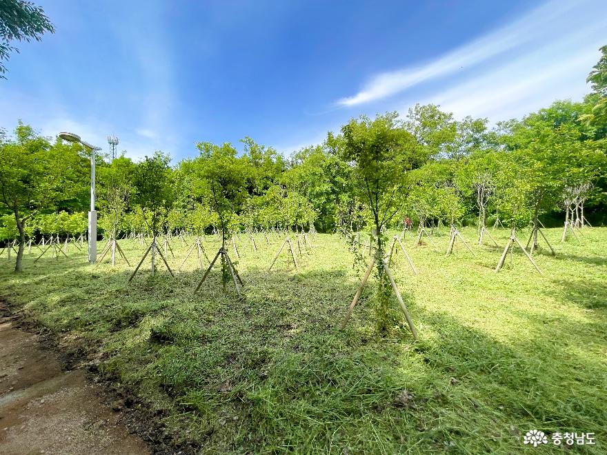 파란하늘 초록초록한 5월에 둔포중앙공원 사진