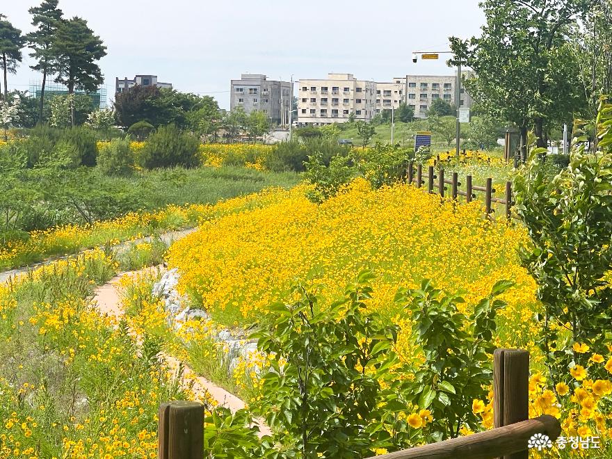 노란꽃이인상적인둔포의운용공원 10