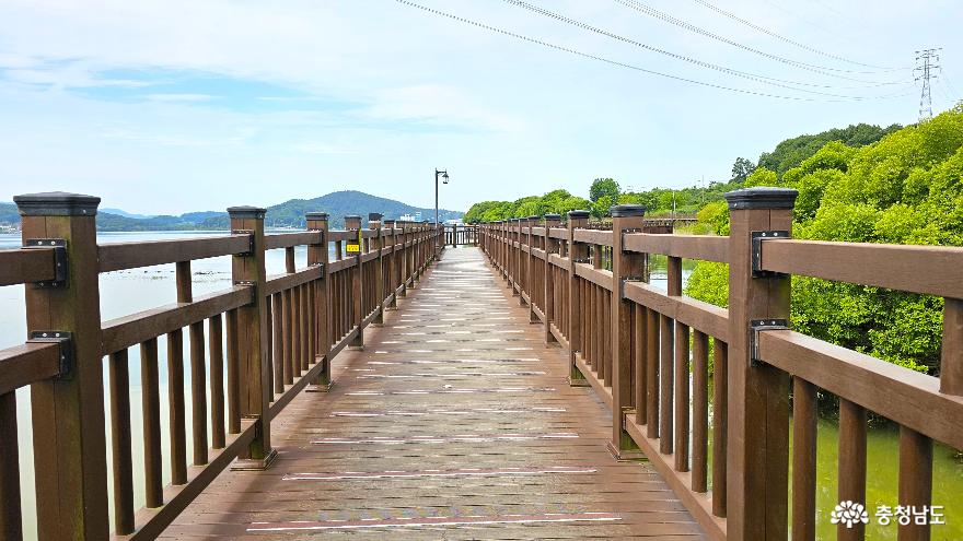 논산 탑정호수변생태공원에서의 산책 사진