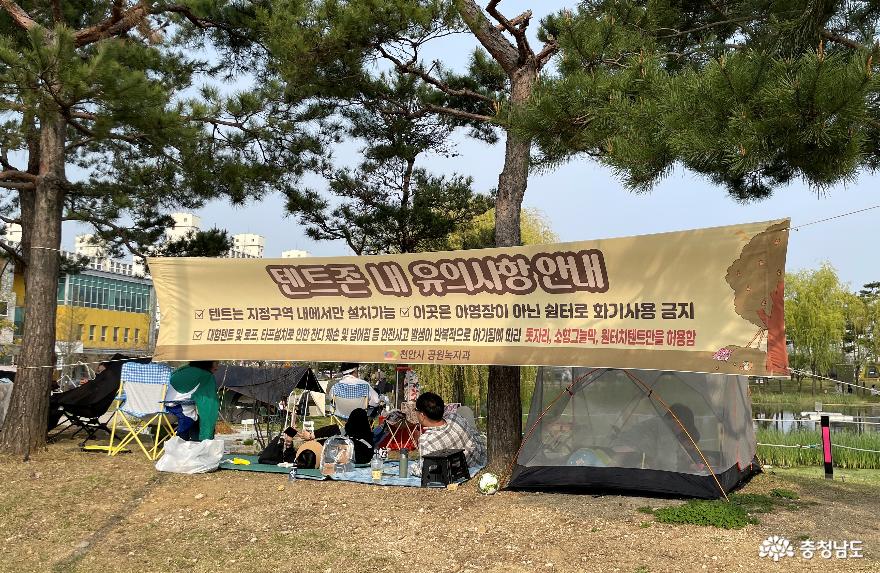 천안 신방공원 소나무그늘의 텐트촌.