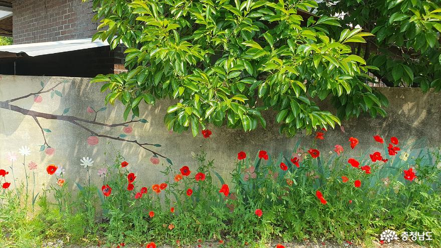 벽화와 함께 어우러진 꽃길을 걷는 논산와야리벽화마을 사진