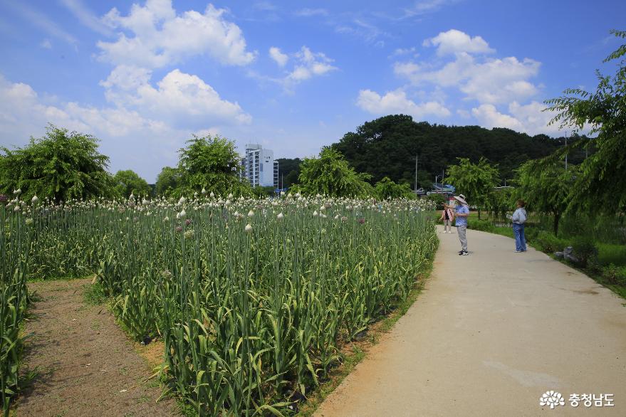 수국 정원의 파꽃 정원