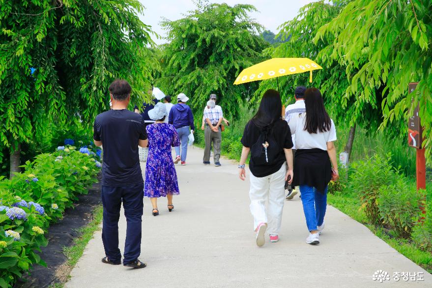 초목이 우거진 6월의 수국 정원 산책길