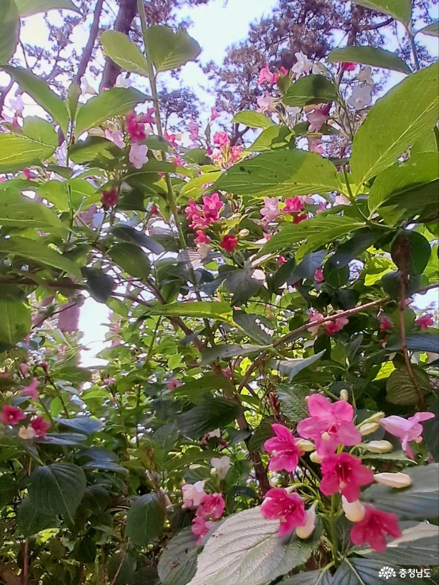 삼색병꽃나무