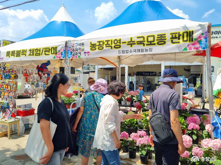 공주 유구색동수국정원 꽃축제