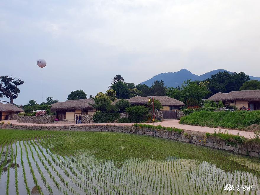아산 외암민속마을 논농사
