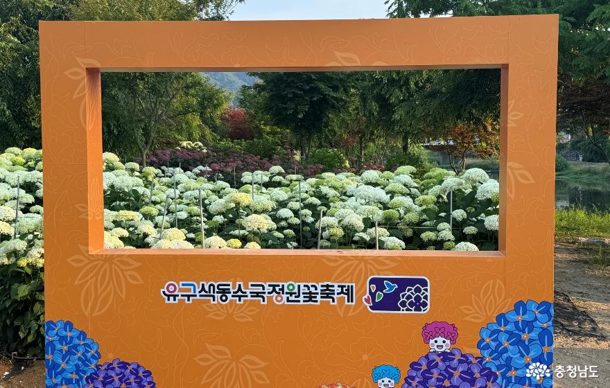 수국여행 유구색동수국정원 꽃축제