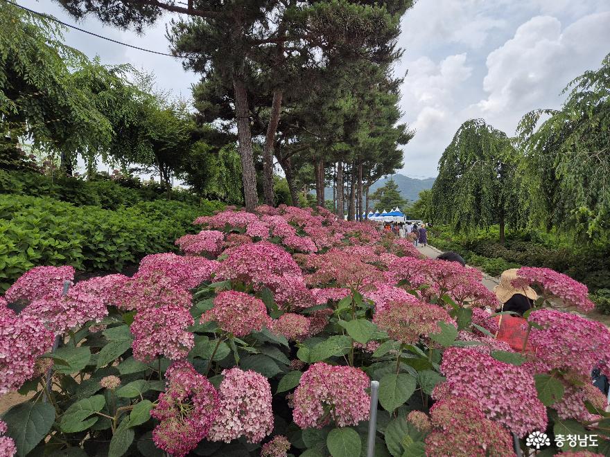 유구색동수국정원꽃축제 사진