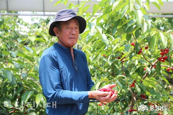 체리를 수확하고 있는 대방뜰 농장의 김흥호 대표