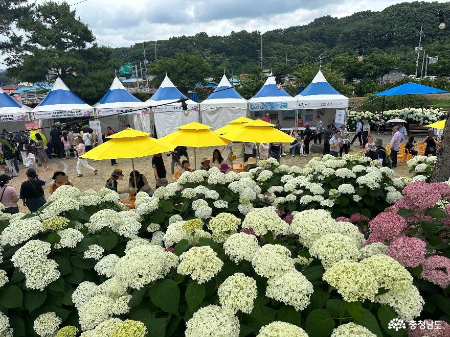 눈부신 수국의 향연 '유구색동수국정원 꽃 축제' 사진