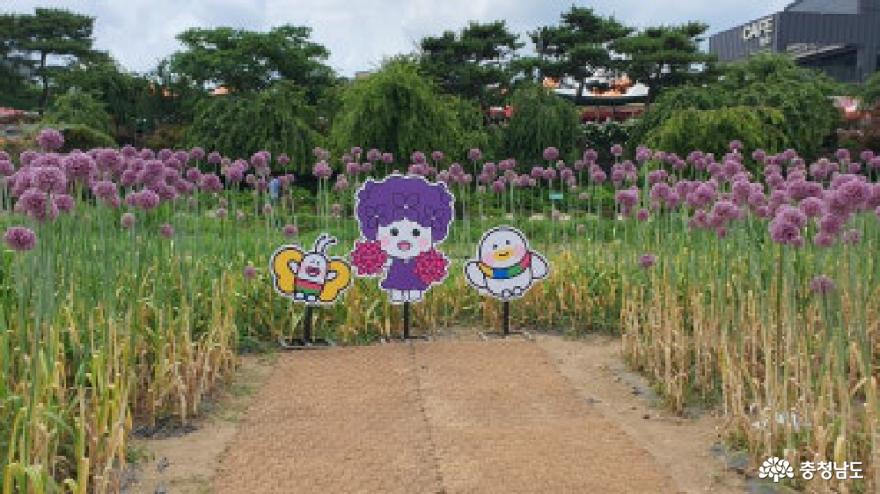 제3회유구색동수국정원꽃축제 5