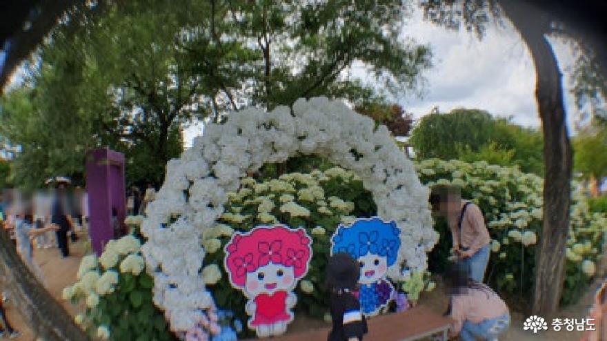 제3회유구색동수국정원꽃축제 11