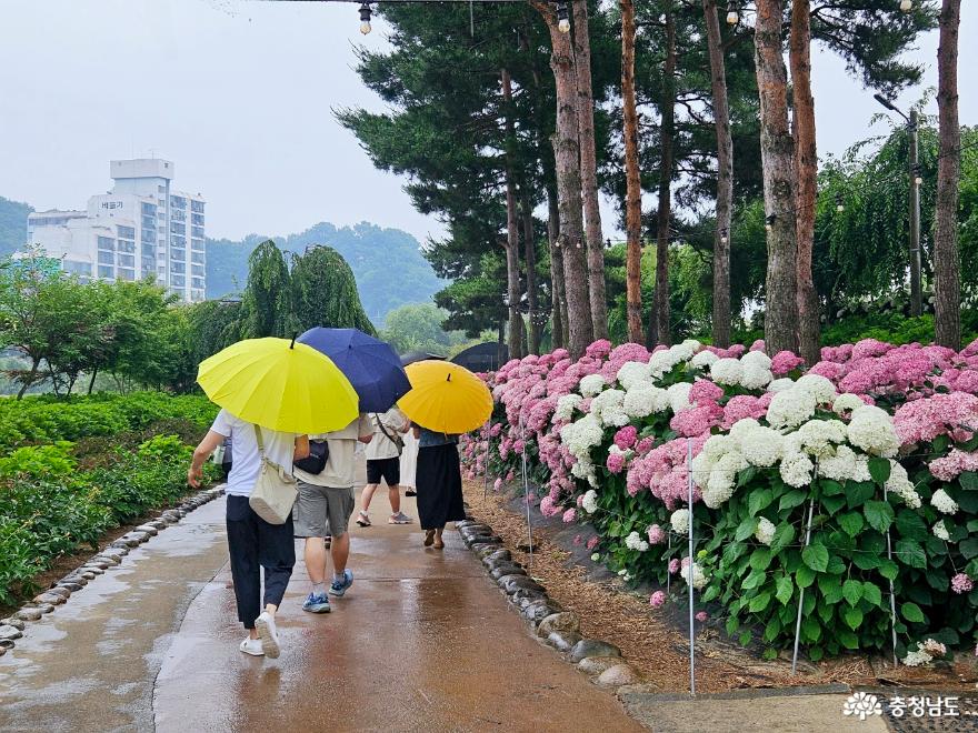 비오는여름아침의산책유구색동수국정원과메타쉐콰이어길 7