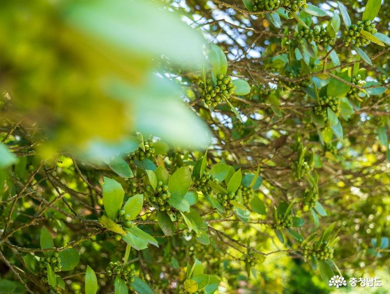 태안의 아름다움을 수목원에서 만나다. 천리포수목원 사진