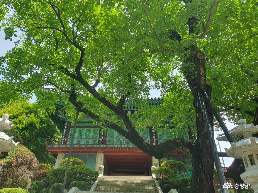 우리나라에서 가장 오래된 호두나무가 있는 천안 광덕사