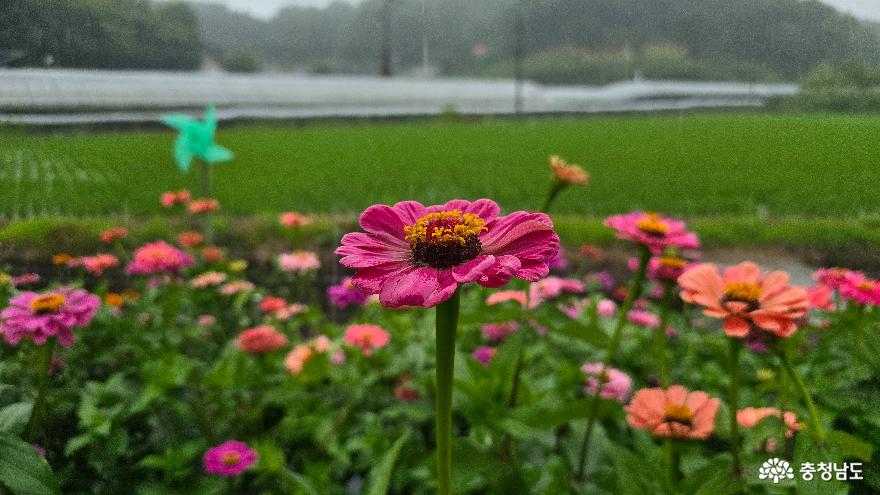 내 마음의 백일홍 꽃길 정원에서 꽃길만 걸어요, 사진