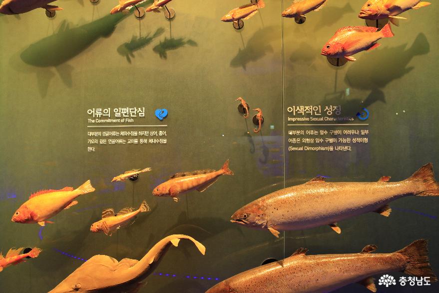서천 여행, 국립해양생물자원관 서천 씨큐리움 사진