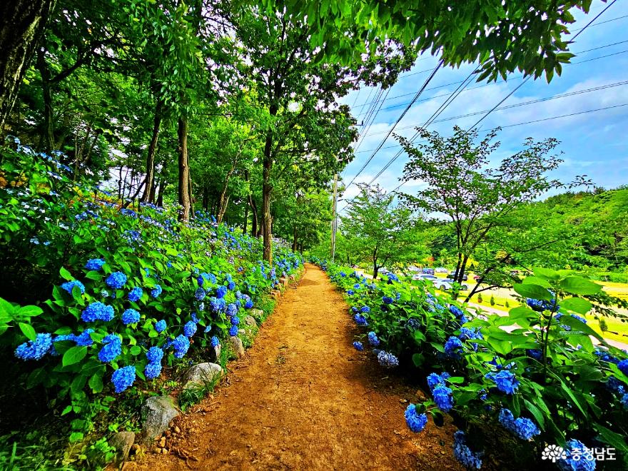 알려지지 않은 아산 수국명소 사진