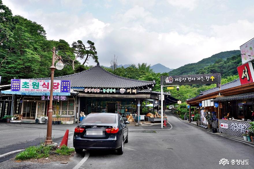 수국꽃이 피어난 계룡산 갑사의 여름 사진