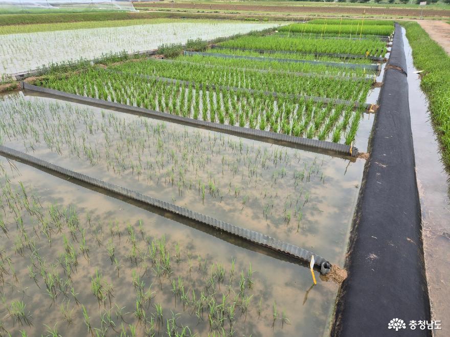 기후변화 대응 벼 영농법 연구 돌입 사진