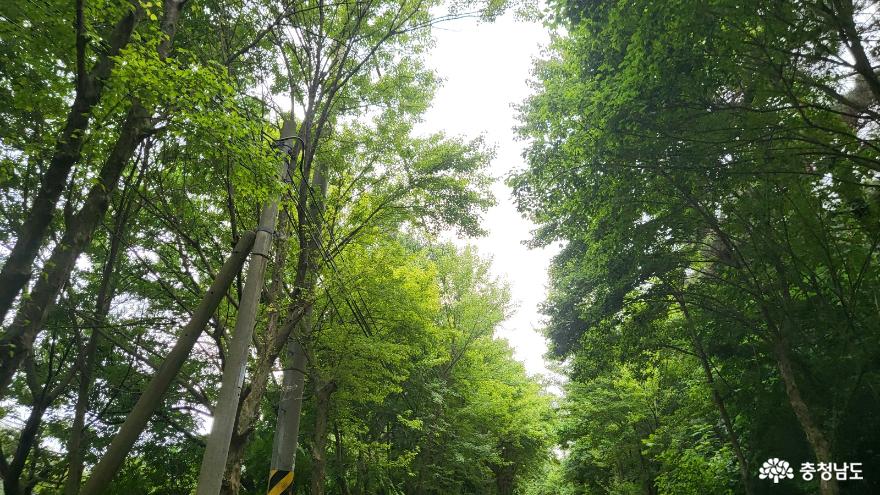 국내 유일 천연해송림으로 이루어진 서천희리산자연휴양림에서 캠핑과 산림복합체험센터 이용하기.