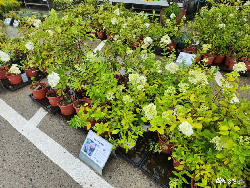 다양한 식물을 만나보고 구매할 수 있는 천안시산림조합 나무시장 사진