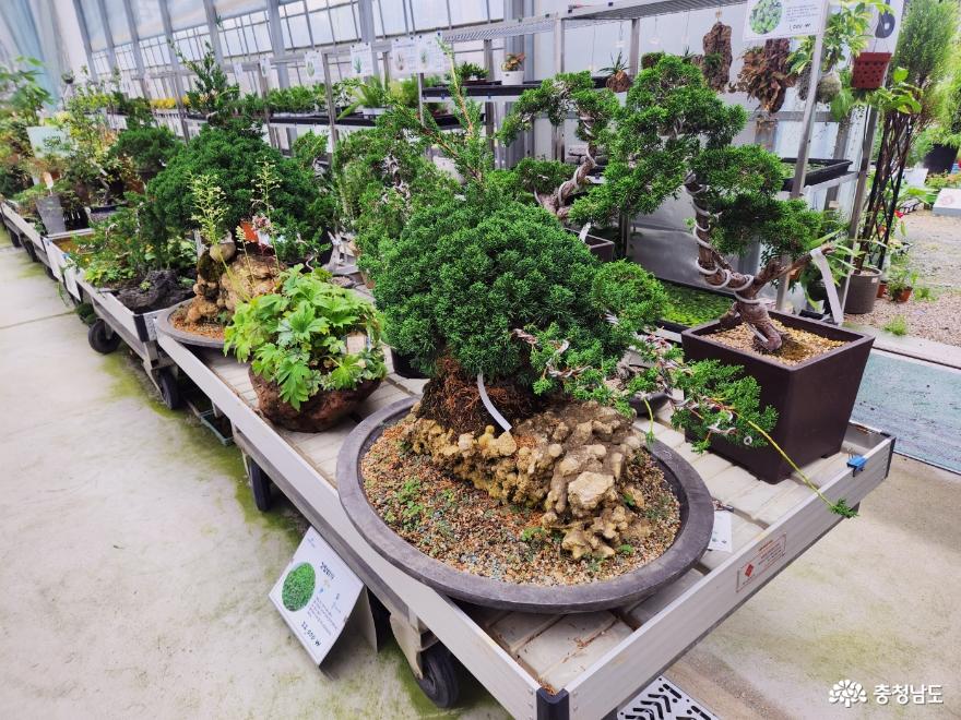 다양한 식물을 만나보고 구매할 수 있는 천안시산림조합 나무시장 사진