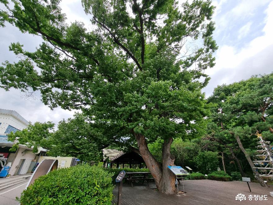 300년 된 느티나무