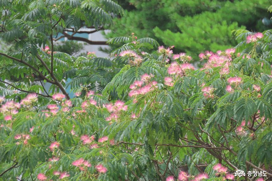 충남도청 행복 나눔의 숲 : 자귀나무 꽃, 무궁화광장 무궁화