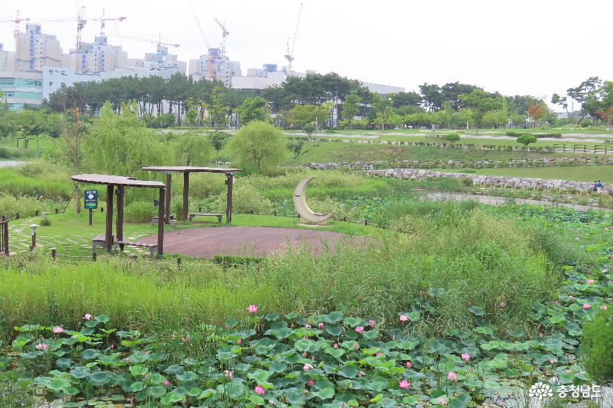 홍예공원 자미원 연꽃밭