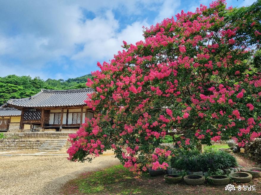 논산 배롱나무 명소 명재고택