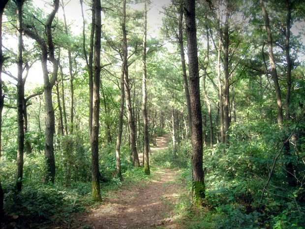 완만한 능선 따라 펼쳐진 아름다운 숲길 사진