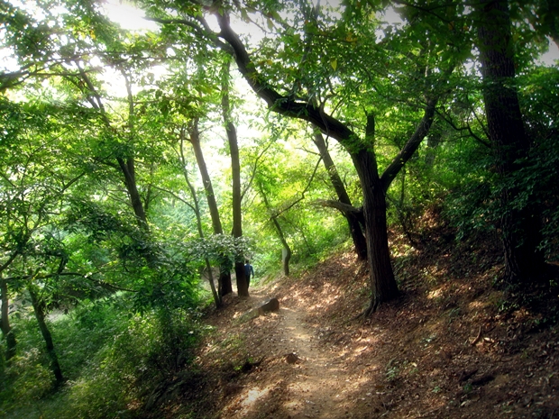완만한 능선 따라 펼쳐진 아름다운 숲길 사진