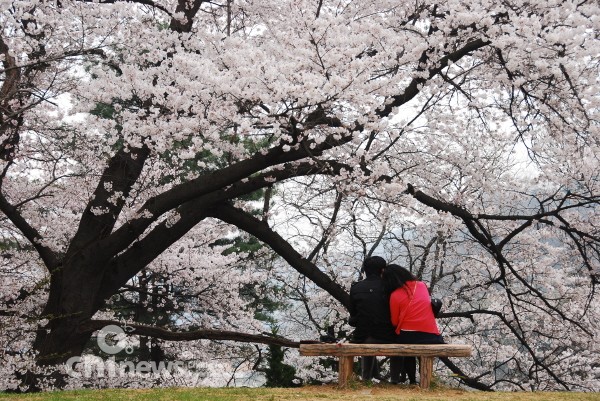 하얀 벚꽃나무 아래 감동의 데이트 사진