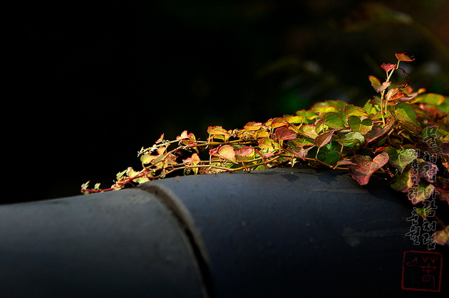 계룡산 갑사에 스며든 가을의 향기 사진