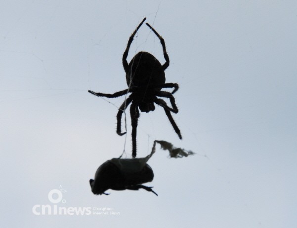 거미 순간포착, 숨막히는 생태계의 현장 사진
