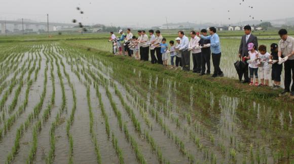 우렁이농법으로 친환경청정쌀 생산박차
