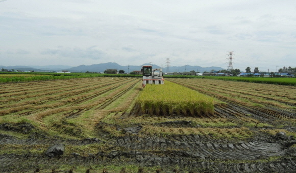 해나루쌀 첫 벼 수확 시작