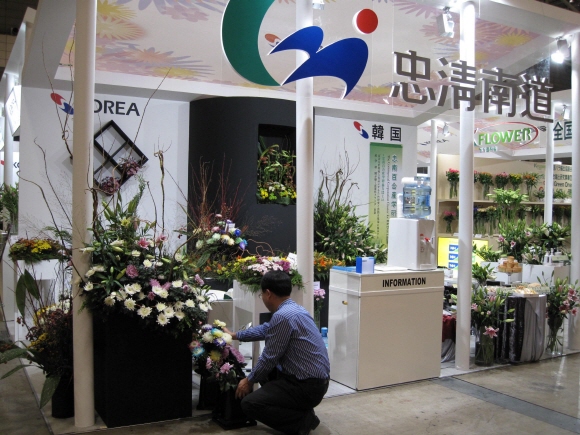 충남 신품종 국화, 일본에서 꽃 피운다