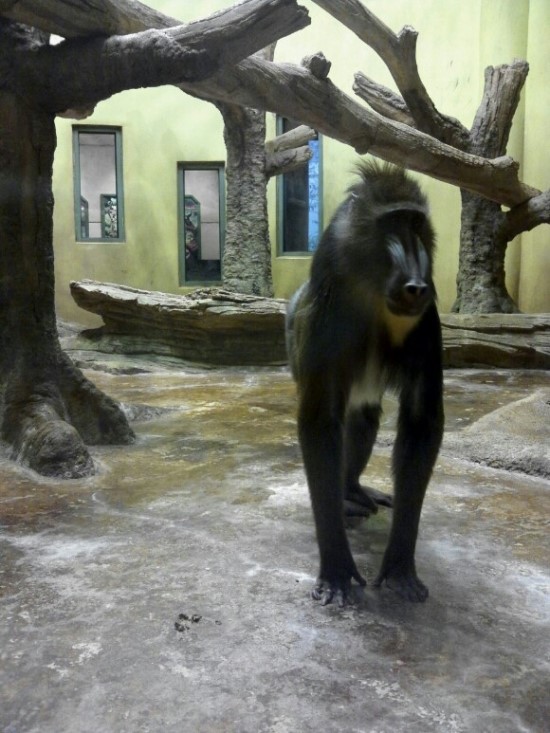 동물원 원숭이와의 슬픈 교감