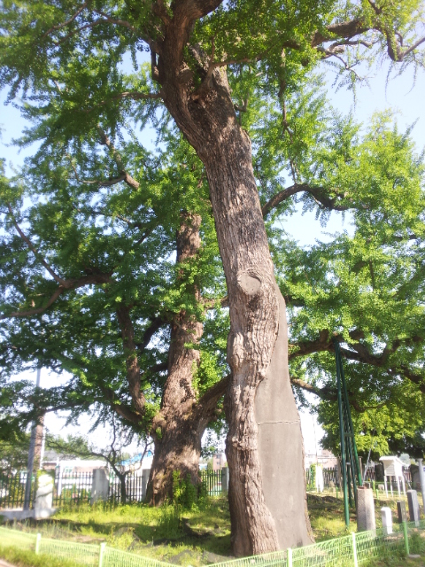 1100년 된 당진 면천 은행나무